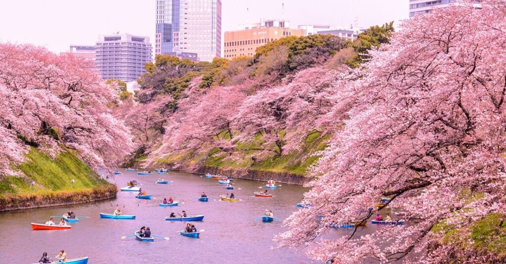Cherry Blossom Festival, Japan 
